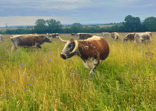 Rose Dale's Organic Farm  main image