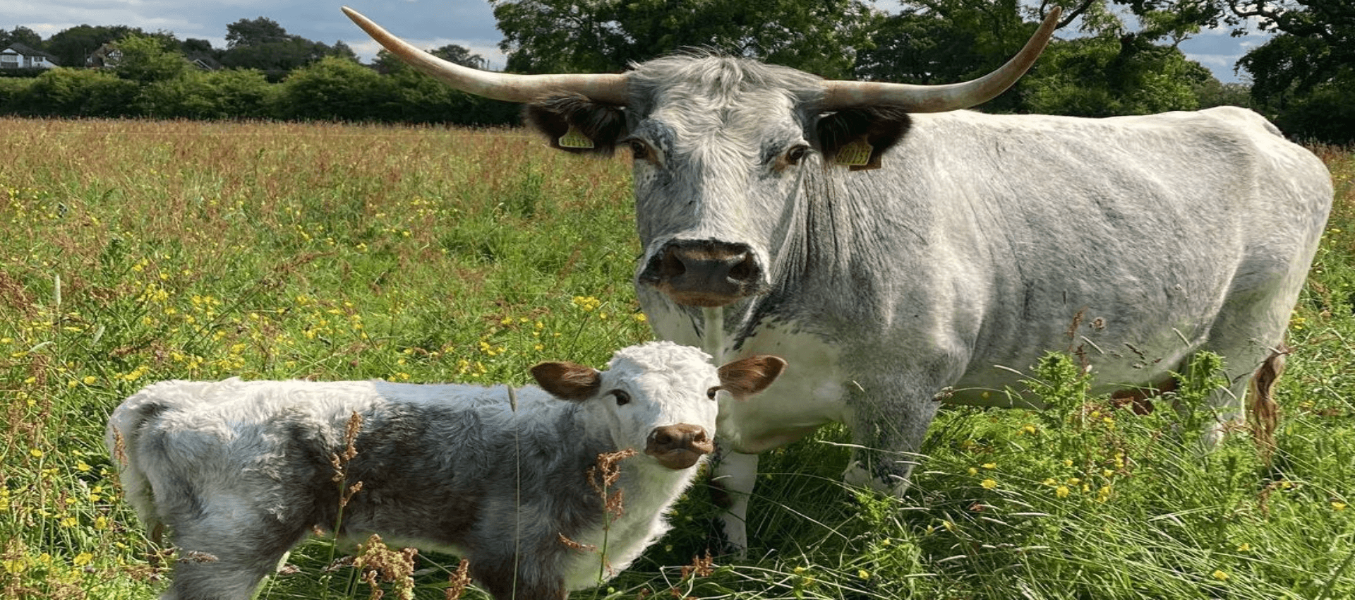 Susan's Farm CIO main image