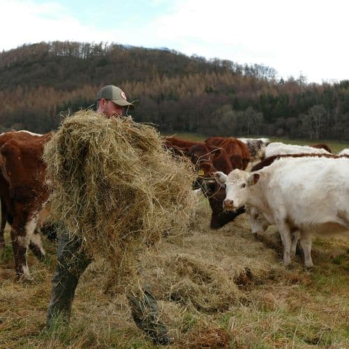 meta image for Re-Livestock Stakeholder Forum
