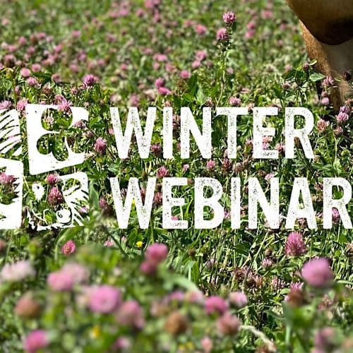 meta image for Balancing minerals in ruminant pasture-based systems