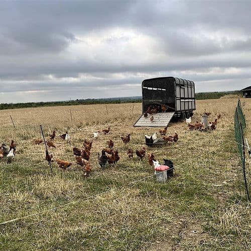 meta image for Pastured Poultry