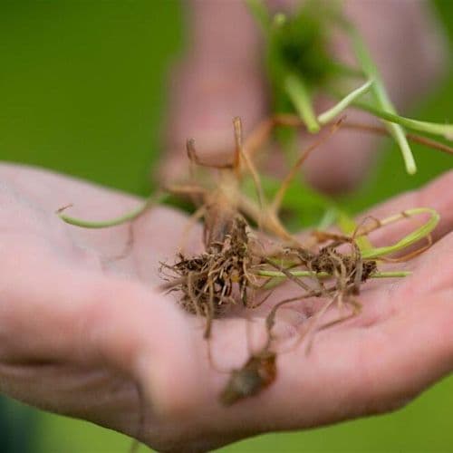 meta image for Ask the Vet: Practical Solutions for Animal Health & Farm System Resilience