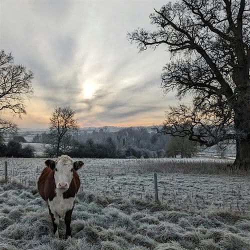 meta image for Cotswolds Day Trip - Outwintering and Enterprise Stacking