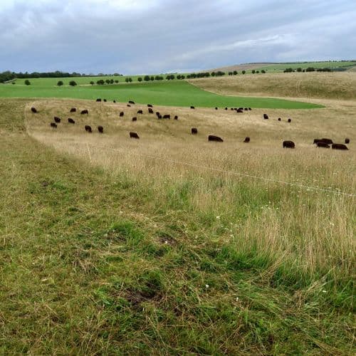 meta image for Environmental Benefits of Regenerative Farming with Caroline Grindrod