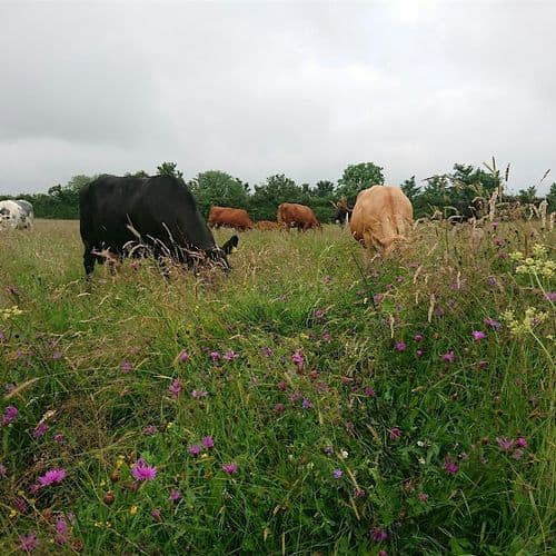 meta image for Livestock Health Benefits of Regenerative Farming with Claire Whittle