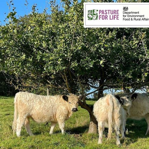 meta image for Return to Lidham Farm: Farming with Boundaries, Trees, and Cattle