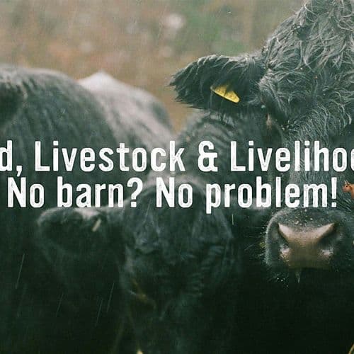 meta image for Land, Livestock and Livelihoods: No Barn? No Problem!