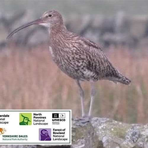 meta image for Supporting Wading Birds on Farmland