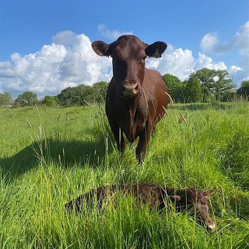 meta image for Can Cattle Be Finished on Pasture? At Knepp.