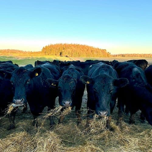 meta image for Grazing for Good: Farm walk at Aldburgh Estate and project launch