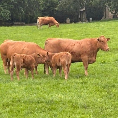 meta image for Out in the Drought NYM: Protecting Production with Summer-Dry Grazing