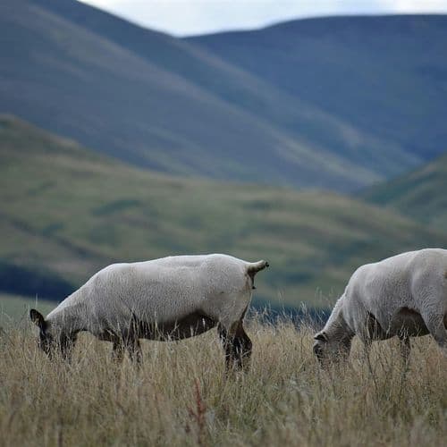 meta image for Out in the Drought SCOTLAND: Protecting Production with Summer-Dry Grazing