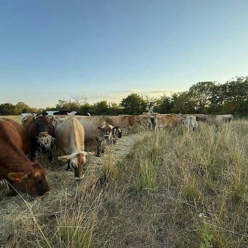 meta image for Out in the Drought EAST - Protecting Production with summer dry grazing