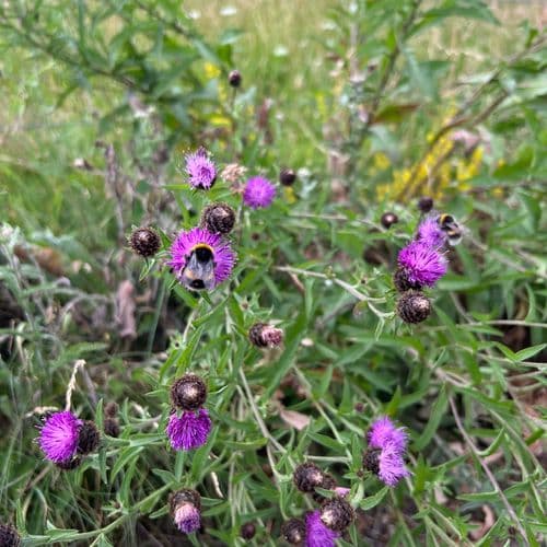 Image of what Poole Hall Farm LLP stands for