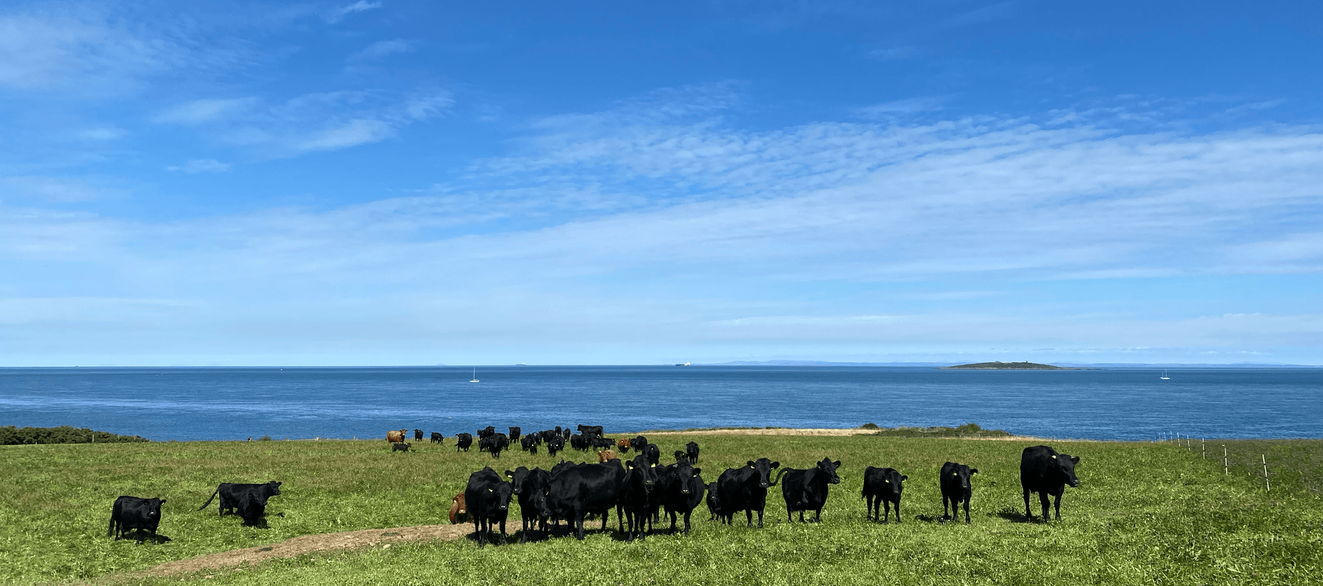 Ballyboley Dexters main image