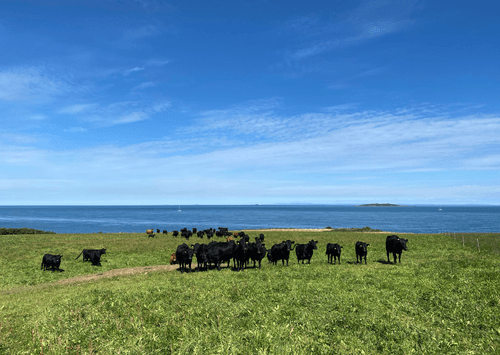 Ballyboley Dexters main image