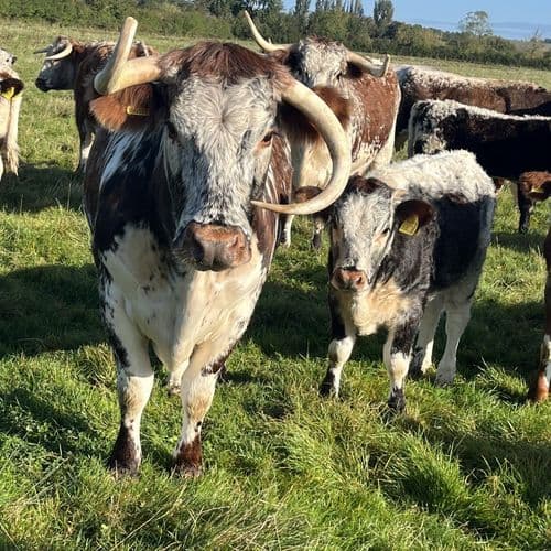 Image of what Rose Dale's Organic Farm  stands for