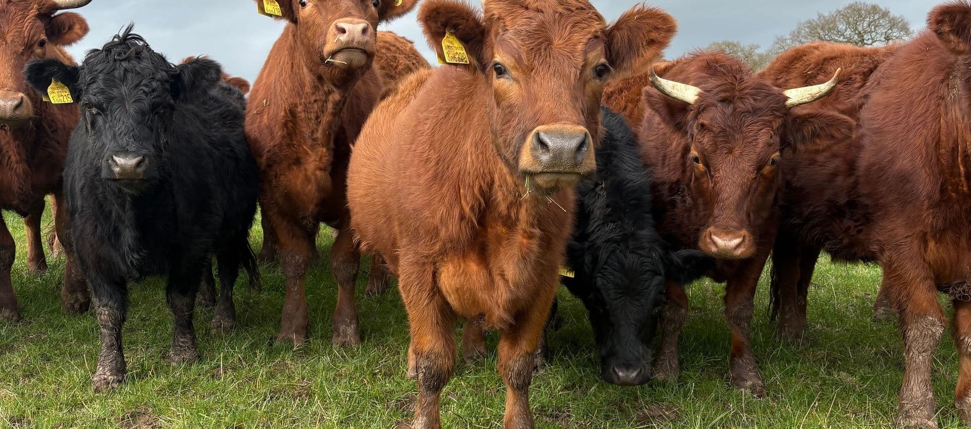 Poole Hall Farm LLP main image