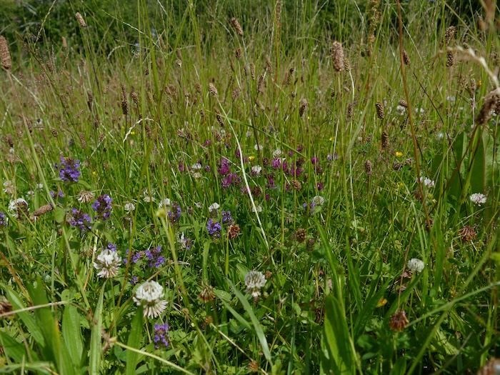 Challons Combe pasture