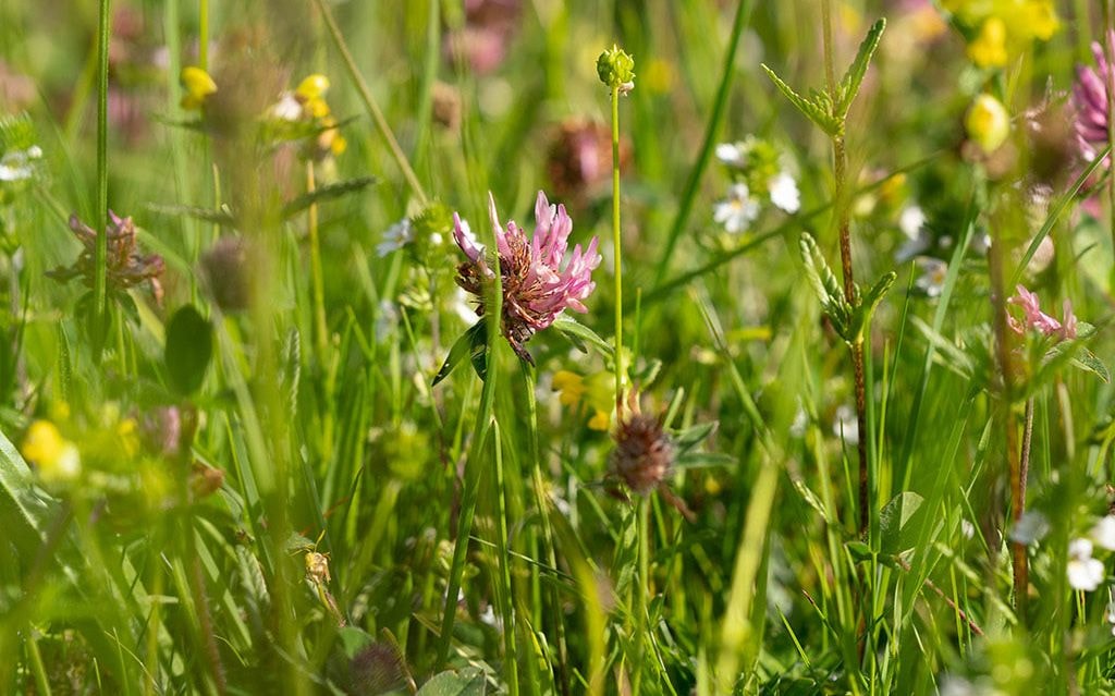 Handout / Sign: What is Going on in this Field?