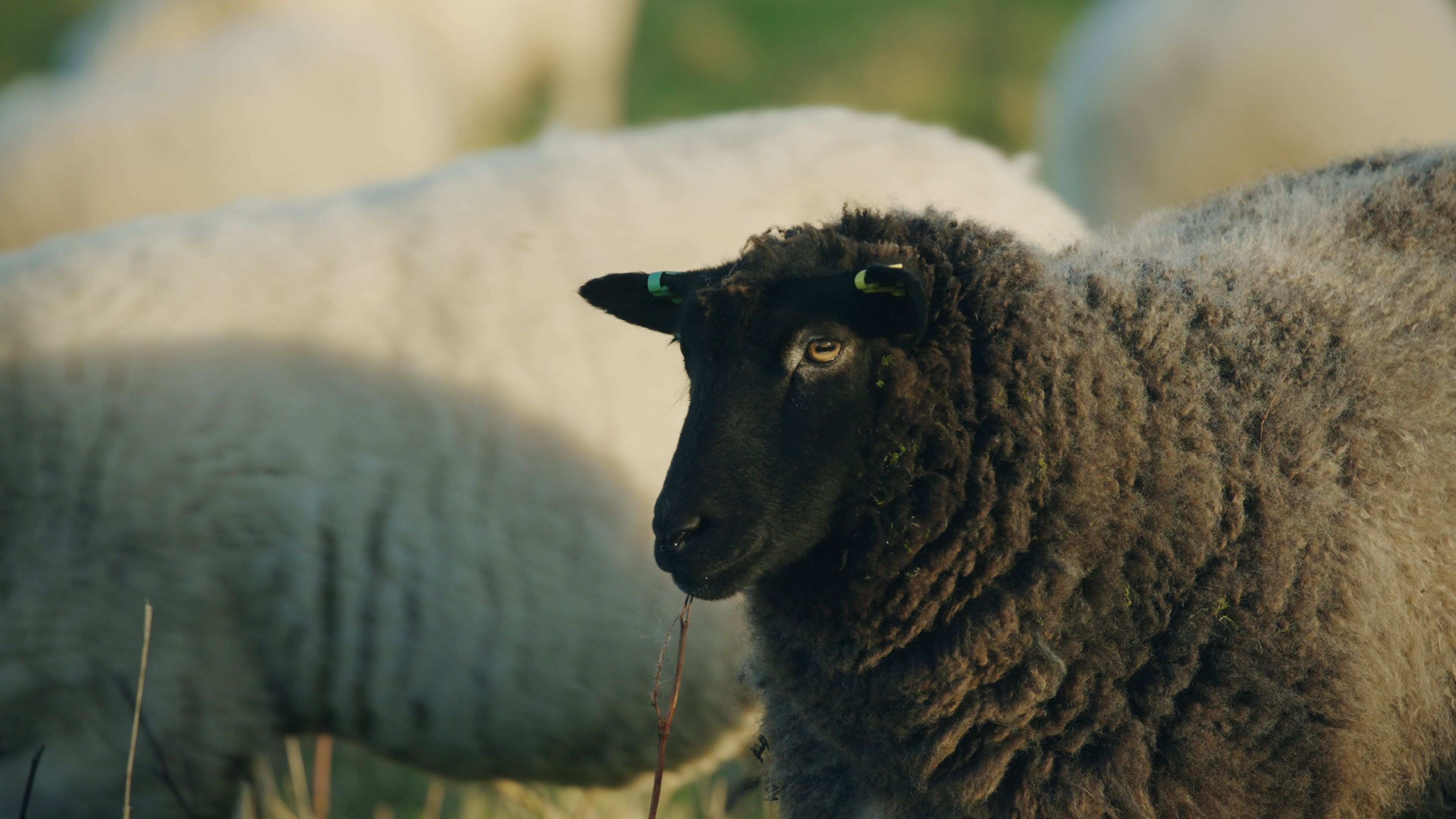 Plaw Hatch Farm Sheep - Photo by Mairi Eyres