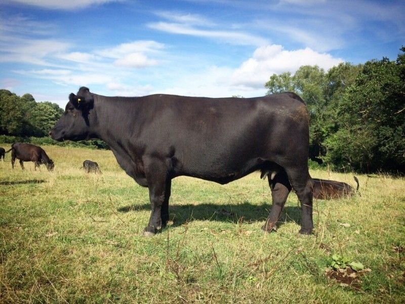 Cat Frampton, Dartmoor Farmer and Artist - Aberdeen-Angus