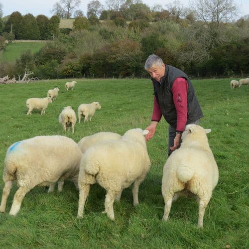 Lower Hampen Farm Sheep