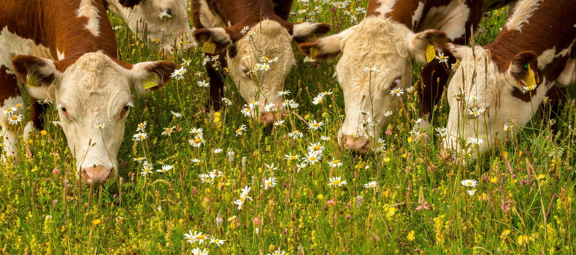 Cotswold Beef cattle grazing diverse meadow