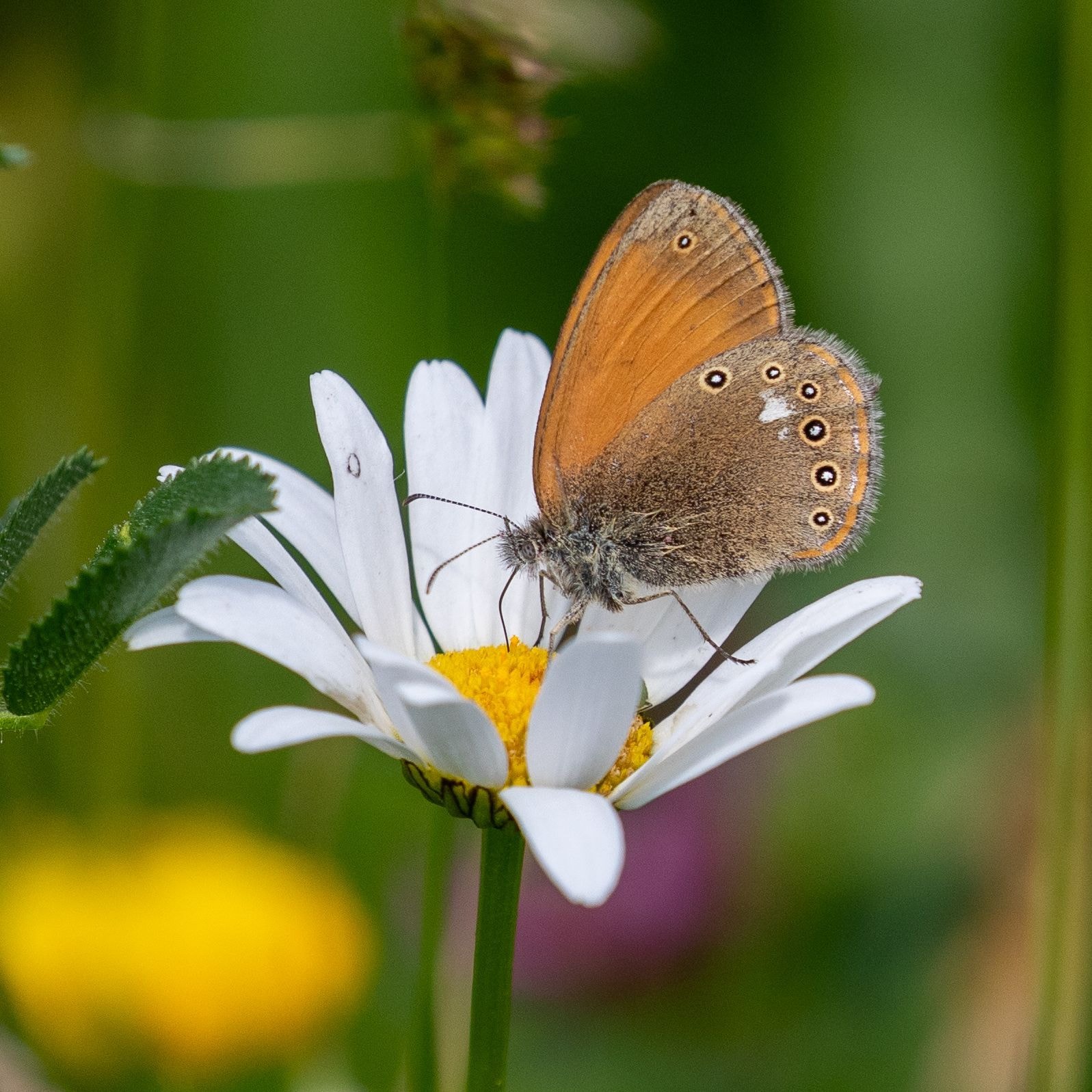 Butterflies in hay meadow Transylvania