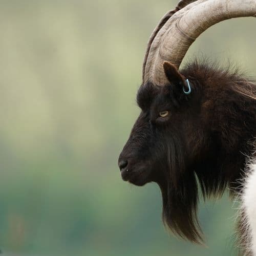 Consultant Alex Crawley