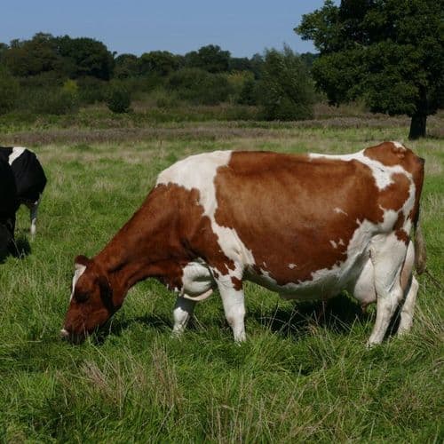 Dairy cow grazing in sunny field
