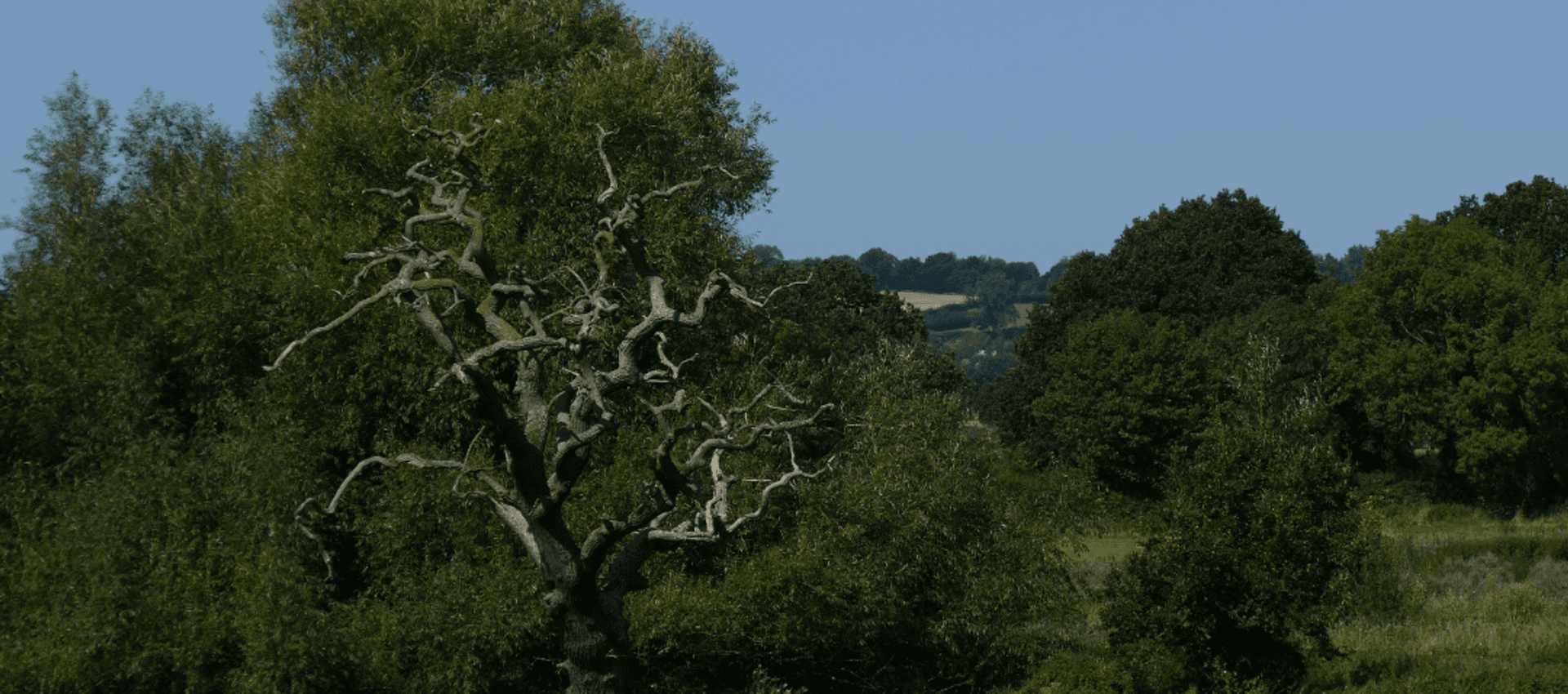 Methane Suppressing Supplements: Our Stance