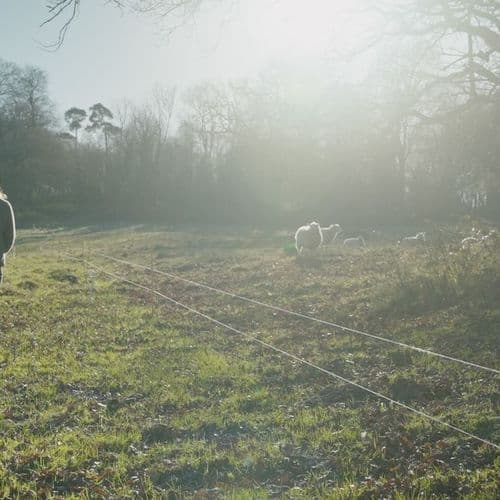Sheep in field with farmer