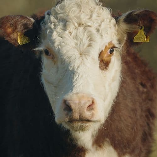 Hereford Cross Steer