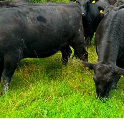 J L Atherton & son - Pasture for Life certified farm