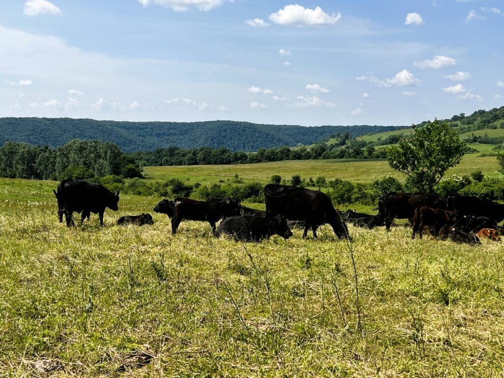 Aberdeen Angus Herd in Transylvania