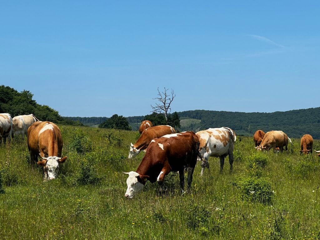 Dairy cows grazing communal pasture Transylvania