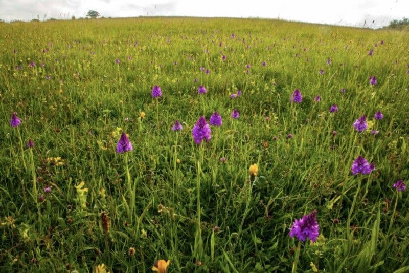 Ian Boyd and Cotswold Beef - Screenshot-2021-06-16-at-09.56.46