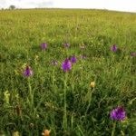 Bella Lowes and Mill Barton Farm - Screenshot-2021-06-16-at-09.56.46