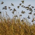 Bella Lowes and Mill Barton Farm - Screenshot-2021-06-16-at-09.57.05-1