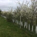 Fidelity Weston and Romshed Farm - Hedge