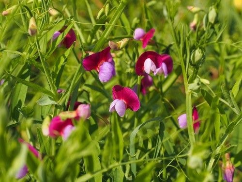 Fidelity Weston and Romshed Farm - shutterstock_2007226949