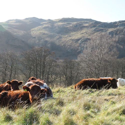 Gowbarrow Hall Farm Cumbria