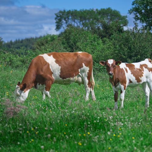 Dairy cow and calf grazing in field