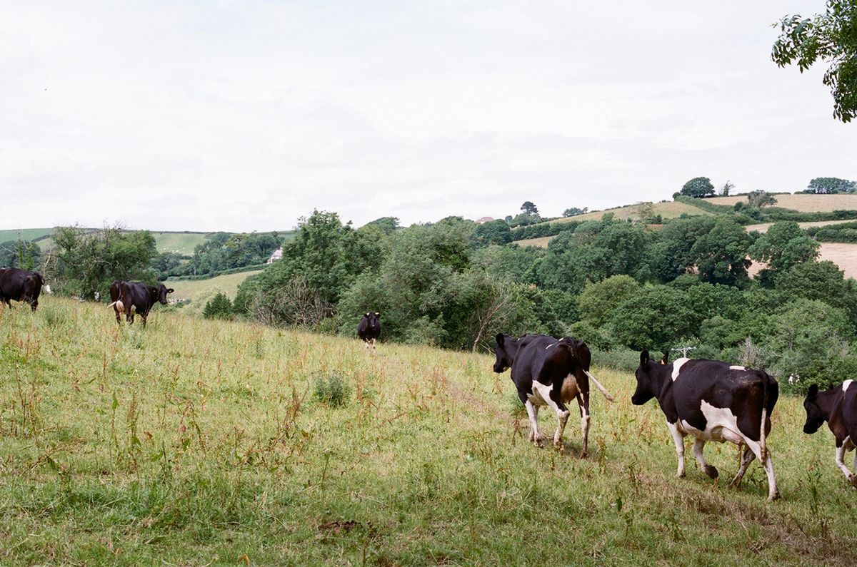 Challons Combe