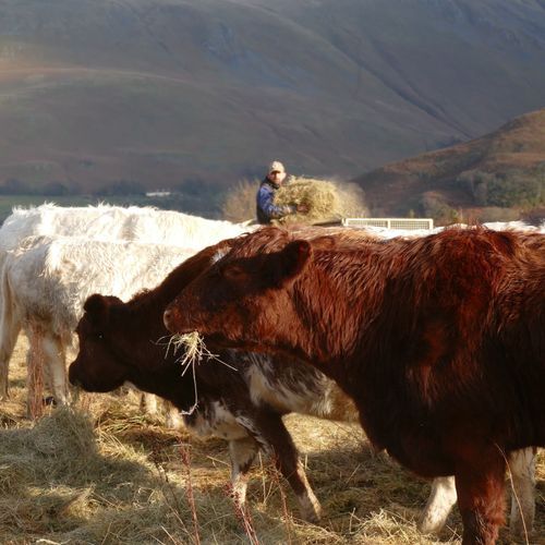 Gowbarrow Hall Farm