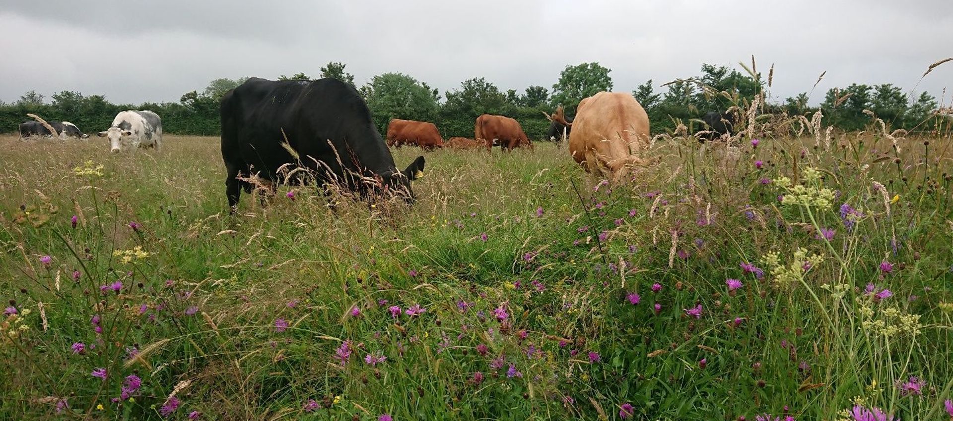 Suckler herd