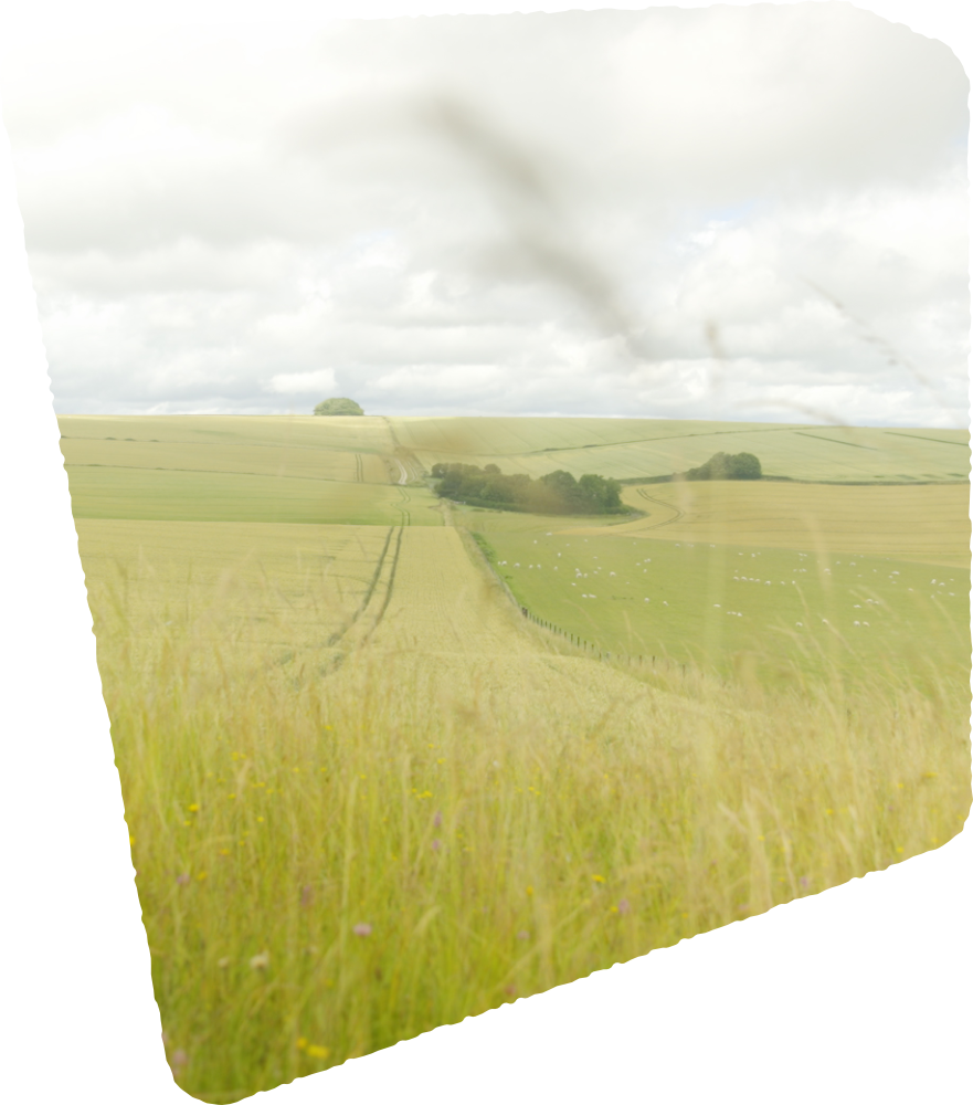 Chalk Grasslands, Mairi Eyres