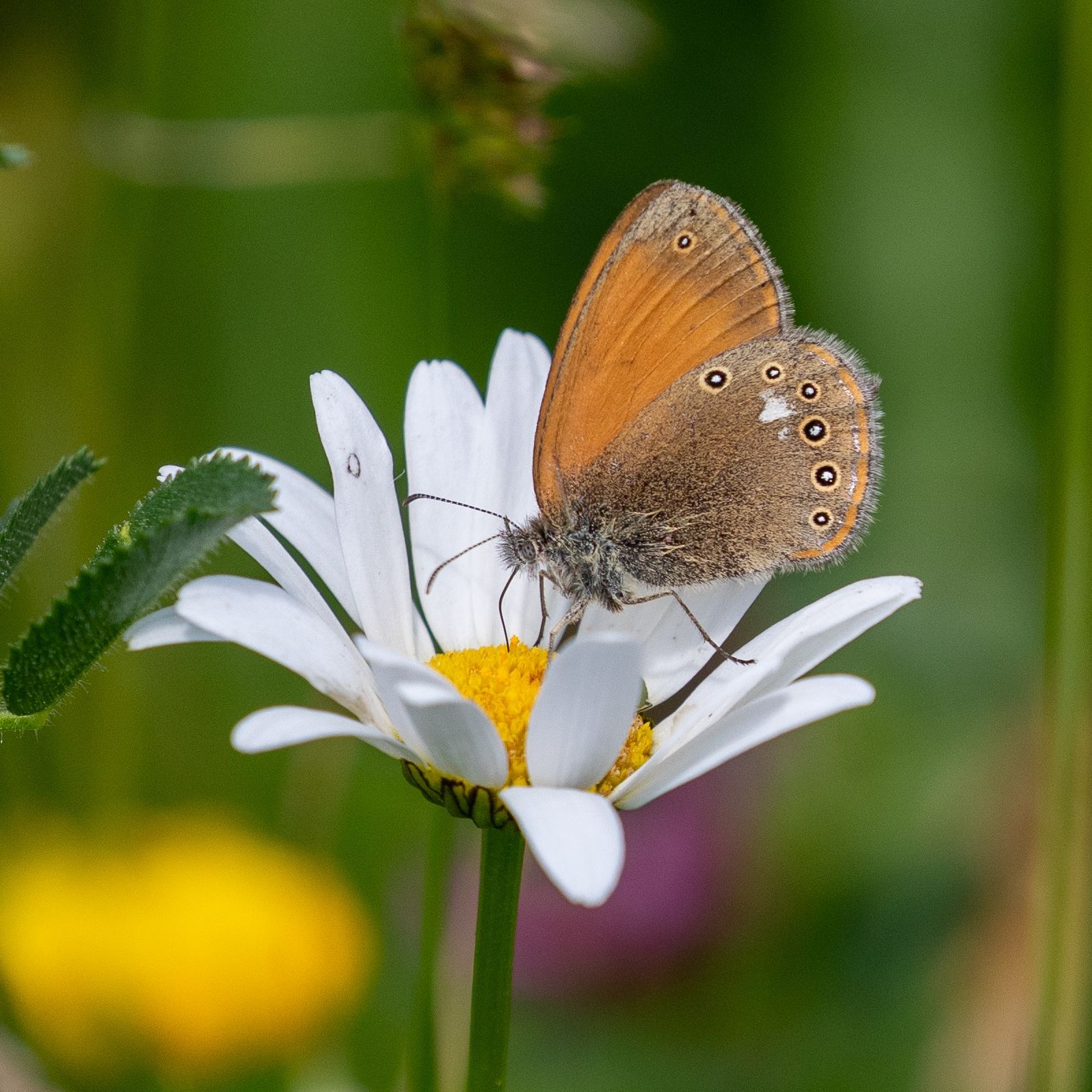 Butterflies in hay meadow Transylvania