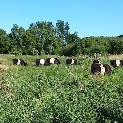 Carr Farm